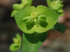 Euphorbia ouachitana