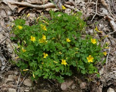 Oxalis florida