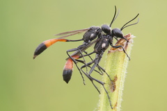 Ammophila campestris