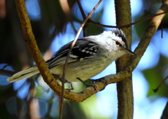 Herpsilochmus longirostris