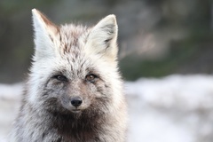 Vulpes vulpes cascadensis