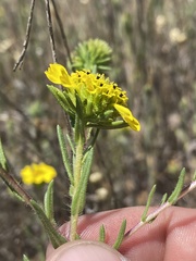 Holocarpha macradenia