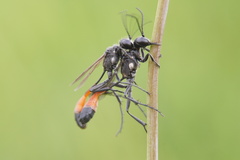 Ammophila campestris