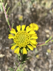Holocarpha macradenia