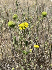 Holocarpha macradenia