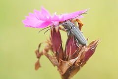 Phytoecia caerulescens