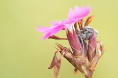 Phytoecia caerulescens