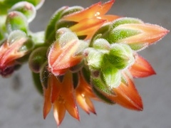 Magnoliopsida