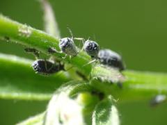 Aphis craccae