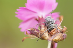 Phytoecia caerulescens