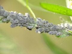 Aphis craccae