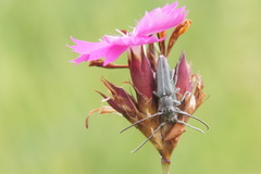 Phytoecia caerulescens