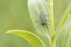 Phytoecia caerulescens