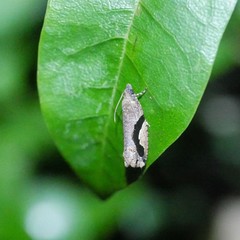 Statherotis pendulata