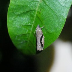 Statherotis pendulata