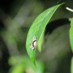 Statherotis pendulata