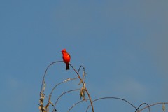 Pyrocephalus rubinus