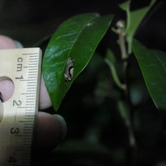 Statherotis pendulata