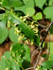 Eriophyes cerasicrumena