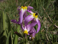 Primula fragrans