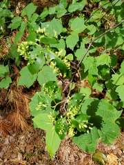 Eriophyes cerasicrumena