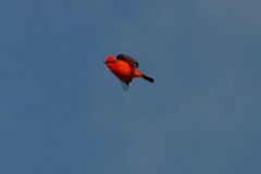 Pyrocephalus rubinus