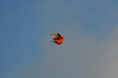 Pyrocephalus rubinus