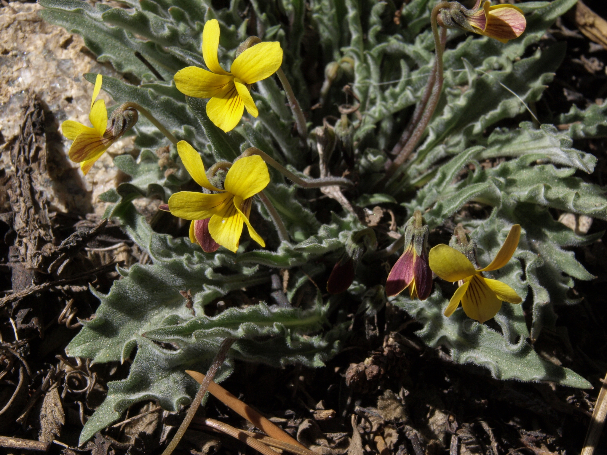 Viola pinetorum