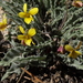 Viola pinetorum - Photo (c) Jim Morefield, μερικά δικαιώματα διατηρούνται (CC BY)