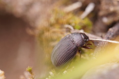 Maladera holosericea