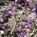 Lone Pine Beardtongue - Photo (c) Jim Morefield, some rights reserved (CC BY)