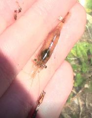 Palaemon paludosus