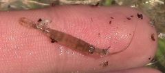 Palaemon paludosus