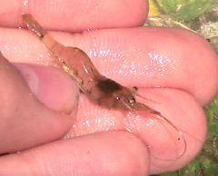Palaemon paludosus