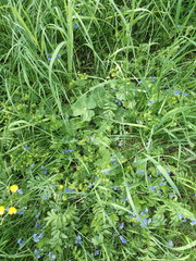 Alchemilla propinqua