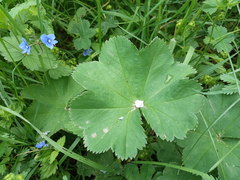 Alchemilla propinqua