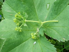 Alchemilla propinqua