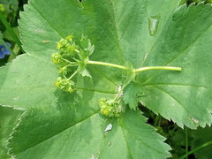 Alchemilla propinqua