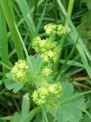Alchemilla propinqua