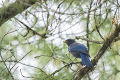 Aphelocoma unicolor