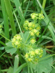 Alchemilla propinqua