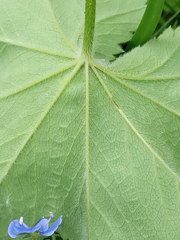 Alchemilla propinqua