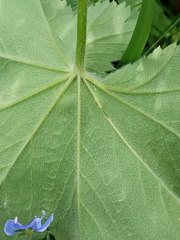 Alchemilla propinqua