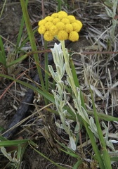 Helichrysum flanaganii
