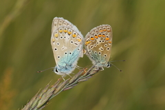 Polyommatus icarus