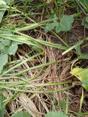 Alchemilla propinqua