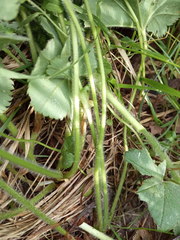 Alchemilla propinqua