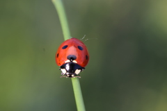Coccinella septempunctata