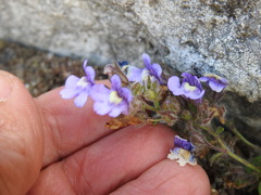 Chaenorhinum origanifolium origanifolium