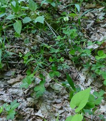 Trifolium stoloniferum